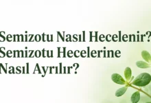 semizotu nasıl hecelenir