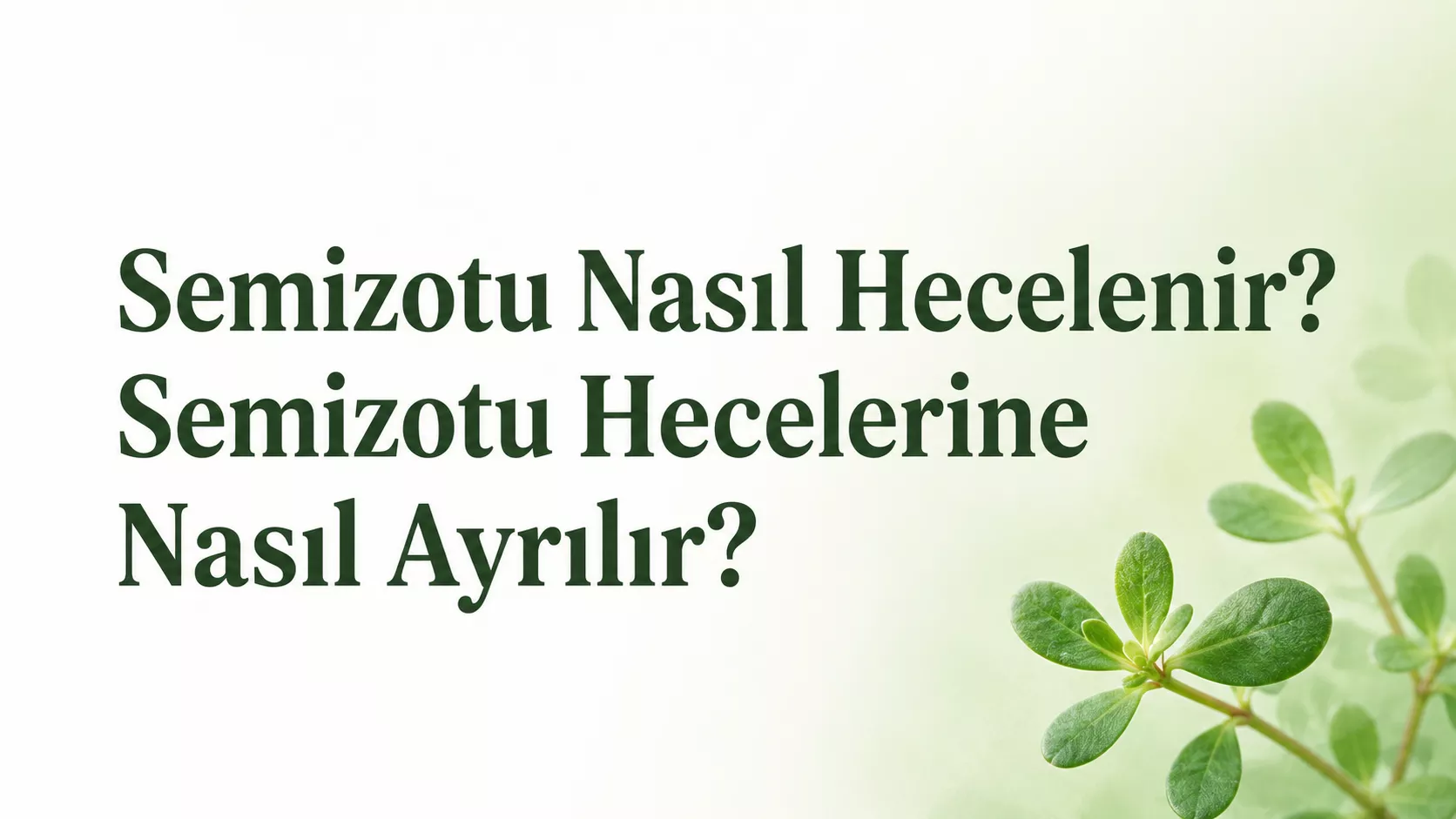 semizotu nasıl hecelenir